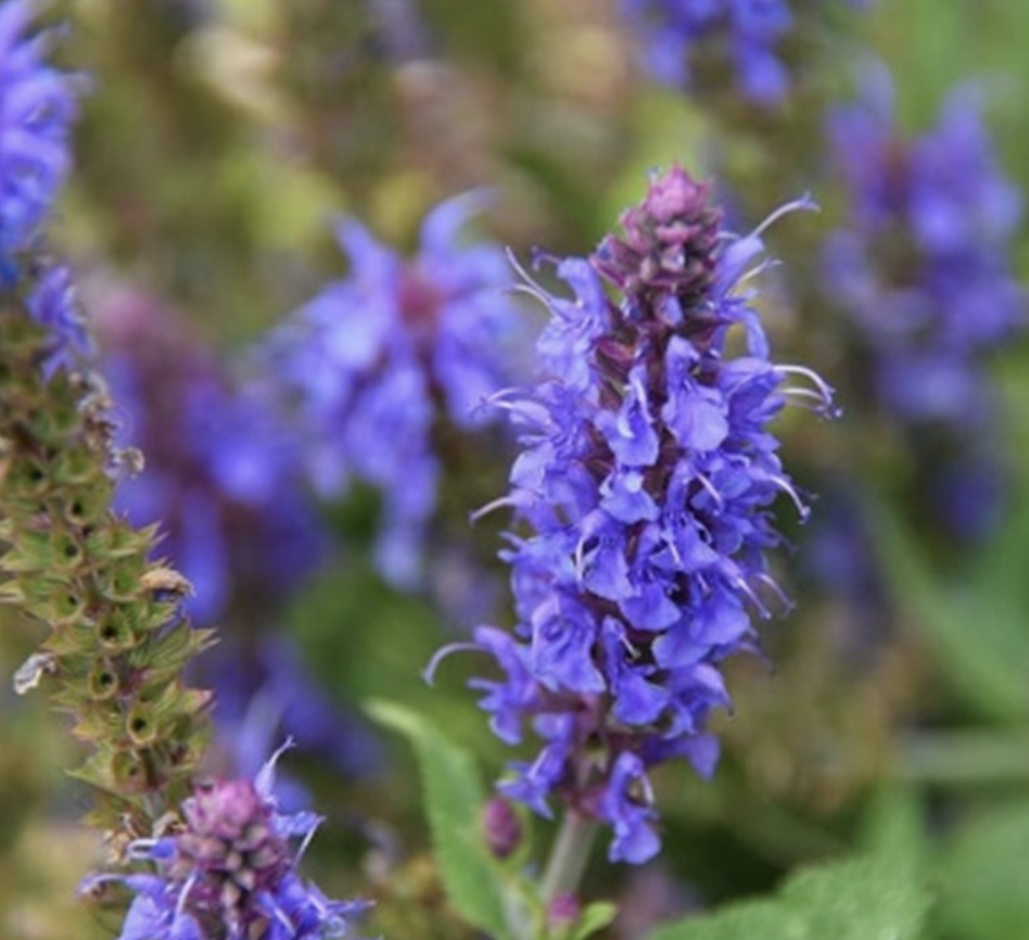 Hyssop