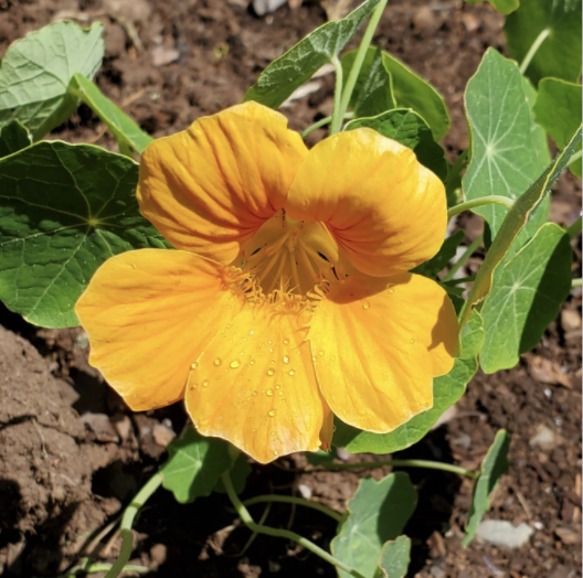 Nasturtium