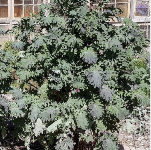 Kale