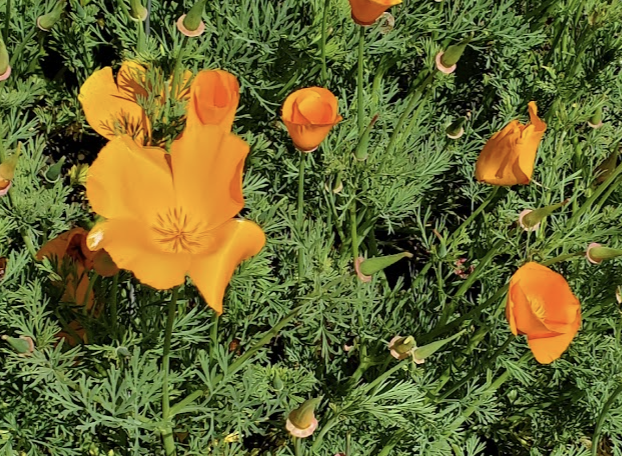 California Poppy