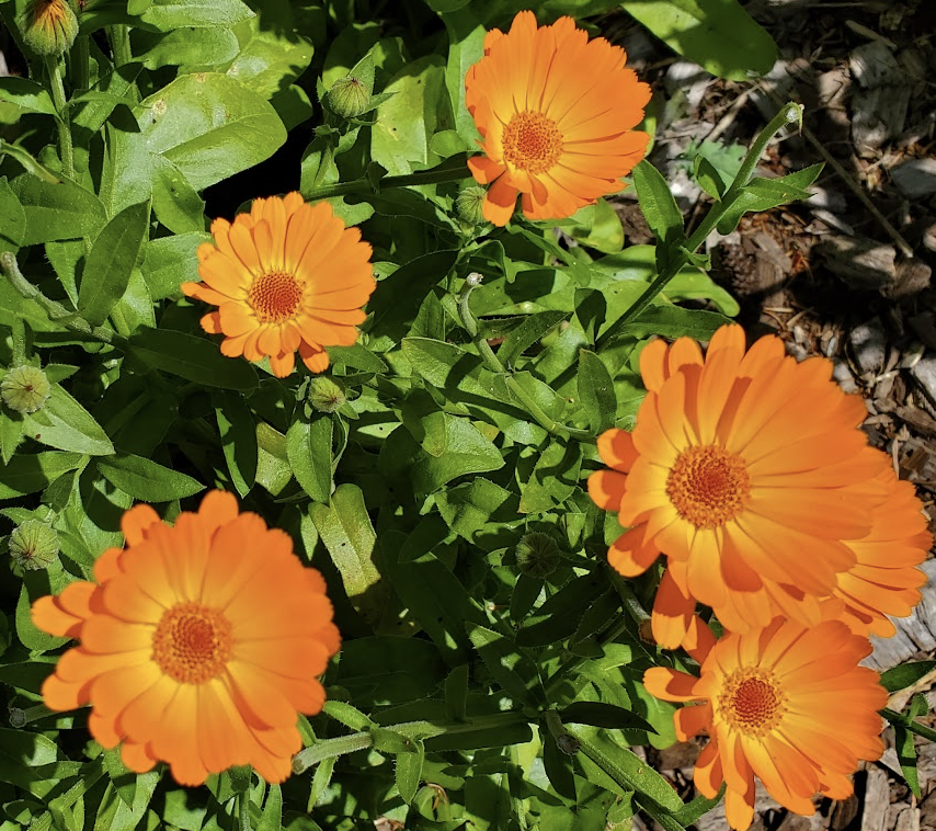 Calendula