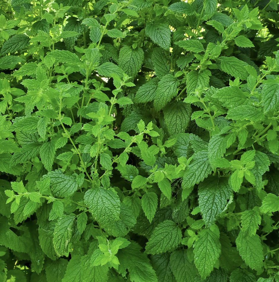 Lemon Balm