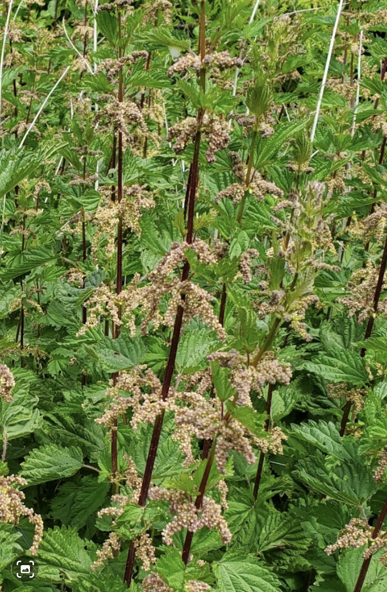 StingingNettle