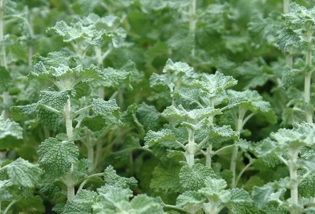 Horehound
